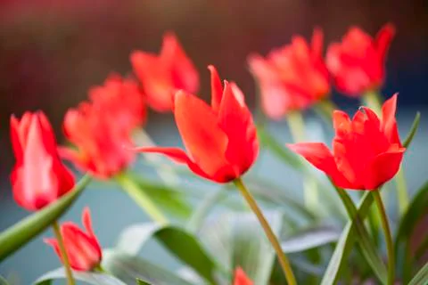 Red tulips Stock Photos