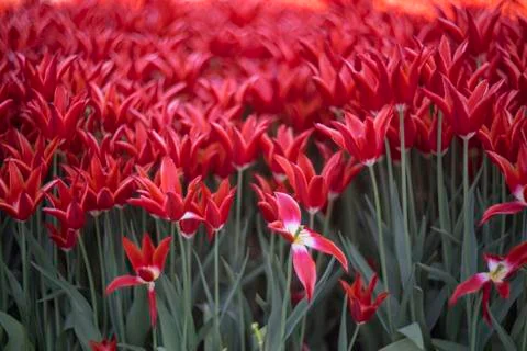 Red Tulips Stock Photos