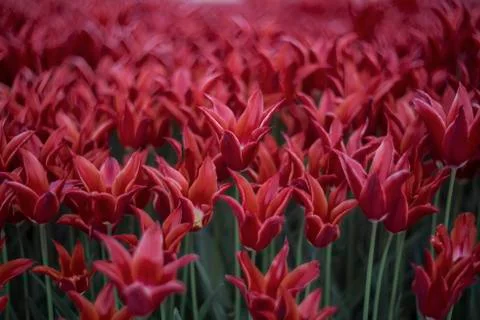 Red Tulips Stock Photos
