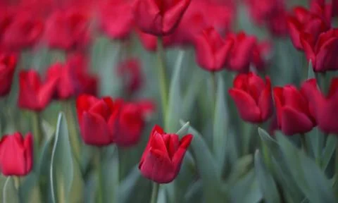 Red tulips Stock Photos
