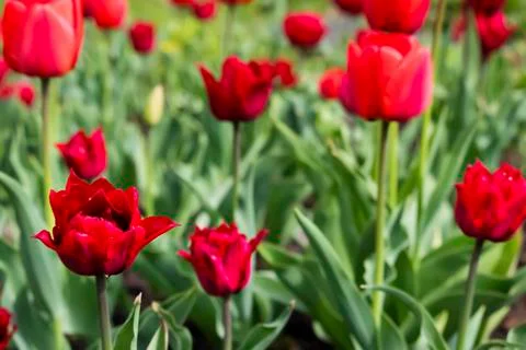 Red tulips. Foto stock