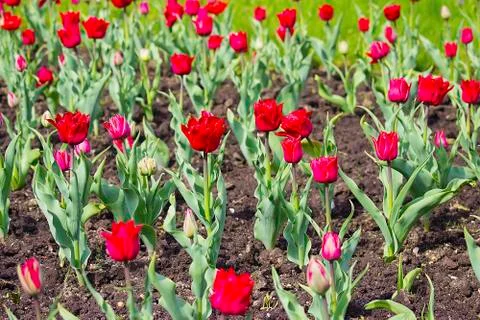 Red tulips. Stock Photos