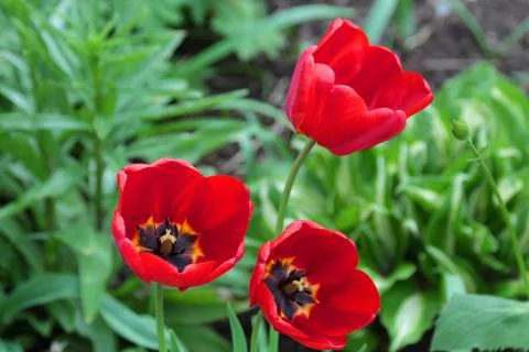 Red tulips Stock Photos