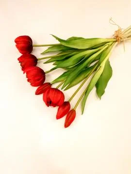 Red tulips Stock Photos