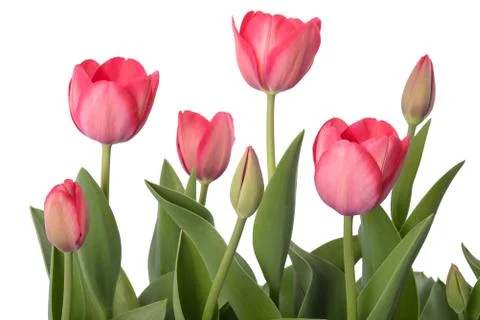Red tulips Stock Photos