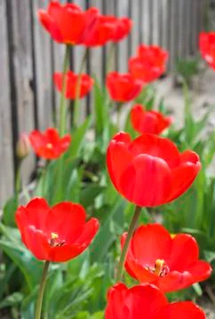 Red tulips Stock Photos