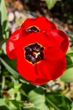 Red tulips Stock Photos