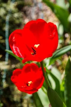 Red tulips Stock Photos