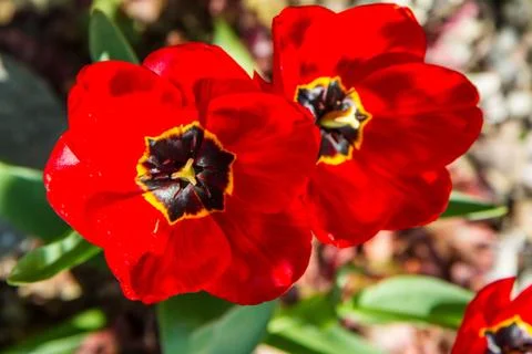 Red tulips Foto stock