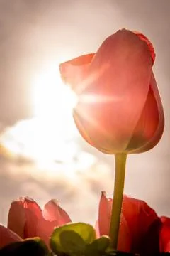 Red Tulips Stock-Fotos