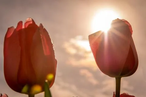 Red Tulips Foto stock