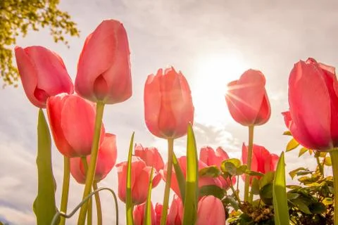 Red Tulips Foto stock