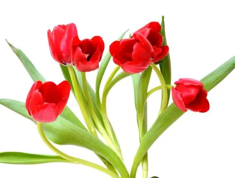Red tulips Stock Photos