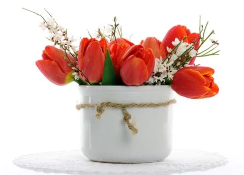Red tulips Stock Photos