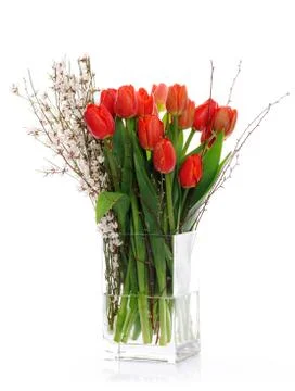 Red tulips Foto stock