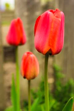 Red tulips Stock Photos