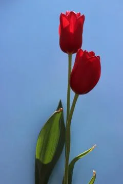 Red Tulips Stock Photos