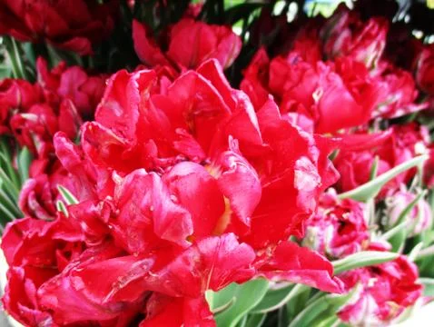 Red tulips Photos