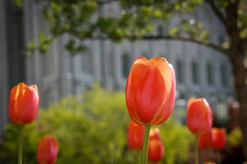 Red Tulips Foto stock