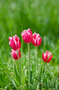 Red tulips Stock Photos