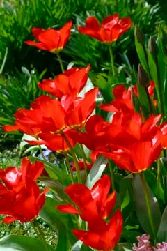 Red tulips Foto stock