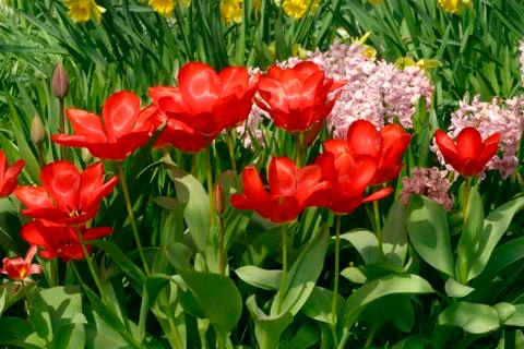 Red tulips Stock Photos