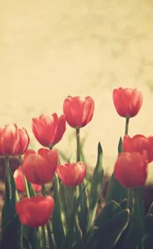 Red tulips Stock Photos