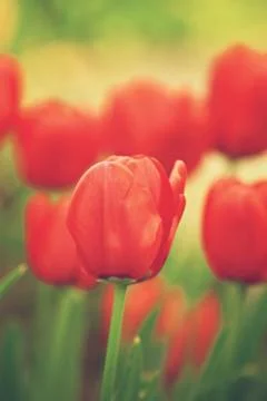 Red tulips Stock Photos