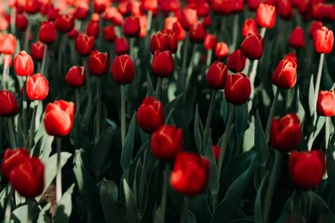 Red tulips Stock Photos
