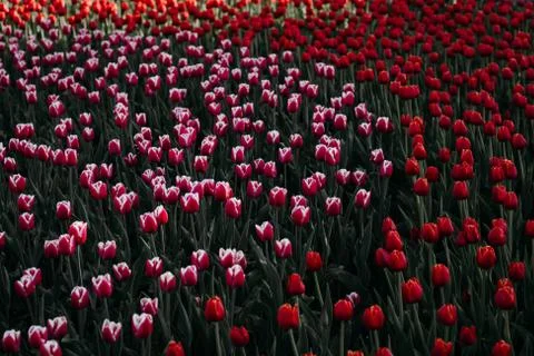Red tulips Stock Photos