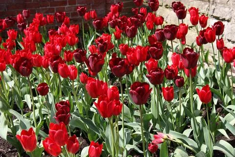 Red Tulips. Stock Photos