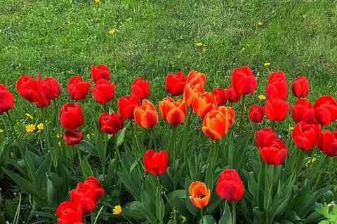 Red tulips Stock Photos