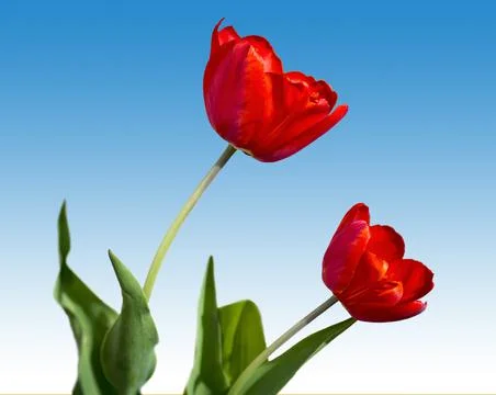 Red tulips Stock Photos