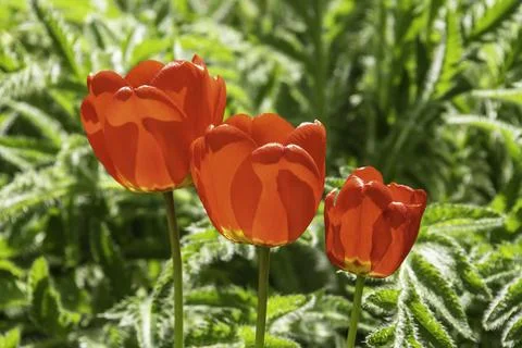 Red Tulips Stock Photos