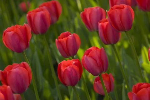 Red Tulips Stock Photos