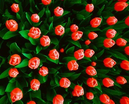 Red Tulips Stock Photos