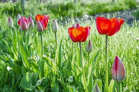 Red tulips Stock Photos