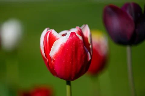 Red Tulips Stock Photos
