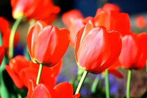 Red Tulips Stock Photos
