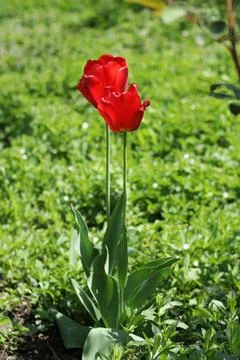 Red tulips Stock Photos