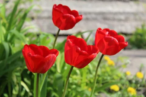Red tulips Foto stock