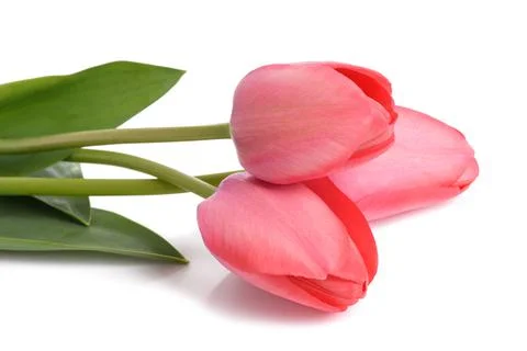 Red tulips Stock Photos