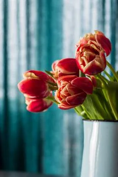 Red tulips Stock Photos
