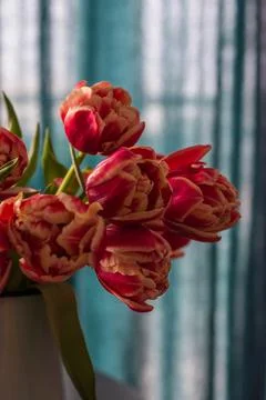 Red tulips Stock Photos