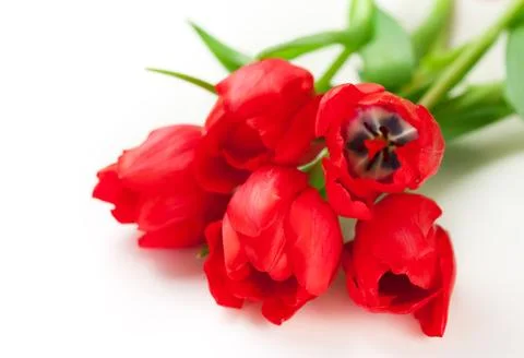 Red tulips Stock Photos