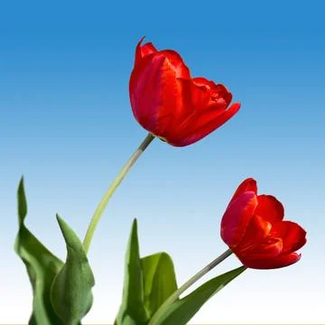 Red tulips Stock Photos