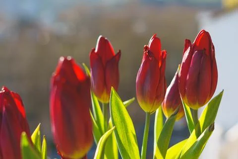 Red tulips Stock Photos