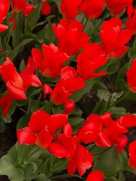 RED TULIPS Stock Photos