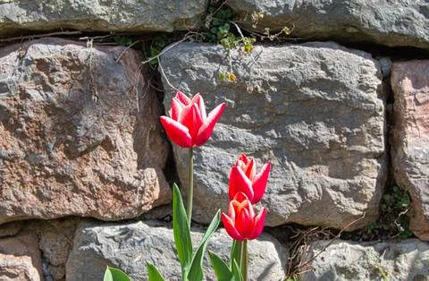 Red tulips Stock Photos