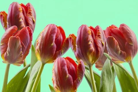 Red tulips Stock Photos